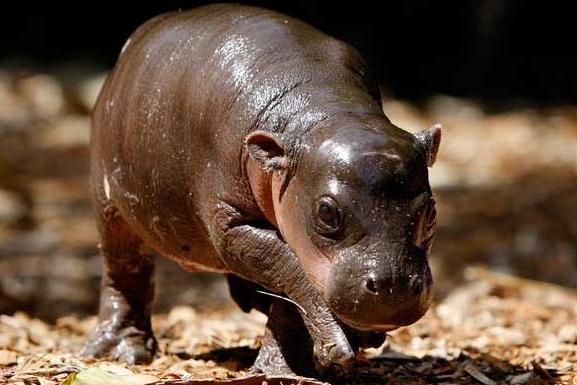 baby-pygmy-hippo-monifa-taronga-zoo-sydney1.JPG