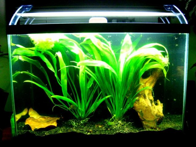 Dads Shrimp Tank 2.jpg