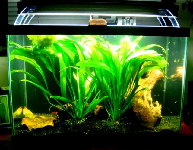 Dads Shrimp Tank 4.jpg
