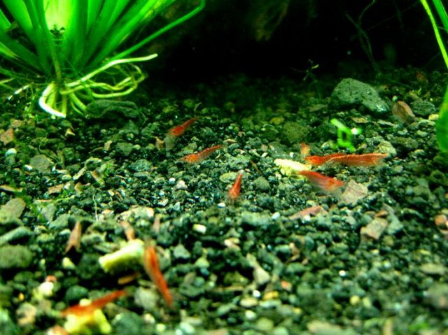 Dads Shrimp Tank 3.jpg