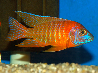 Aulonocara sp. Ruby Red.jpg