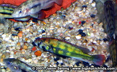Haplochromis sp. - kenya gold.jpg