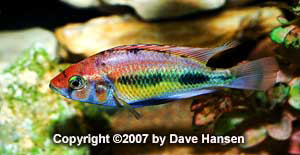 Haplochromis sp. 'all red' Lake Nawampasa.jpg