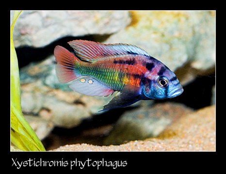 Xystichromis phytophagus 2.jpg