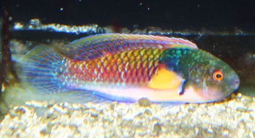 BlueSidedFairyWrasse.jpg