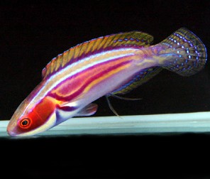 CirrhilabrusLabout fairy wrasse.jpg