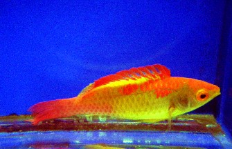 DebeliusFairyWrasse.jpg