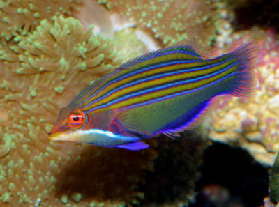 Four Line Wrasse.jpg