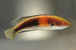 GirdledFairyWrasse11.jpg