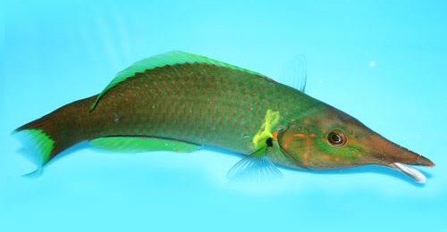 GreenBirdWrasse.jpg