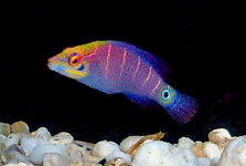 mystery wrasse 2.jpg