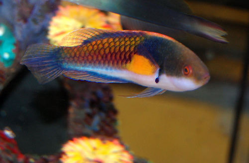 Scott's Fairy Wrasse - Cirrhilabrus scottorum.jpg