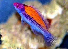 WrasseOrangeBack1.jpg