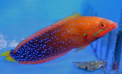 YellowTailCorisWrasse.jpg