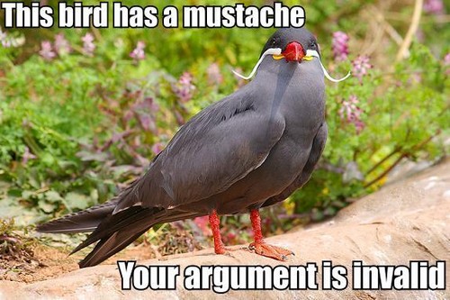 bird,invalid,argument,lolanimals,lolcats,mustache,nt-84f58fdcb4ea163236758303822cb555_h.jpg