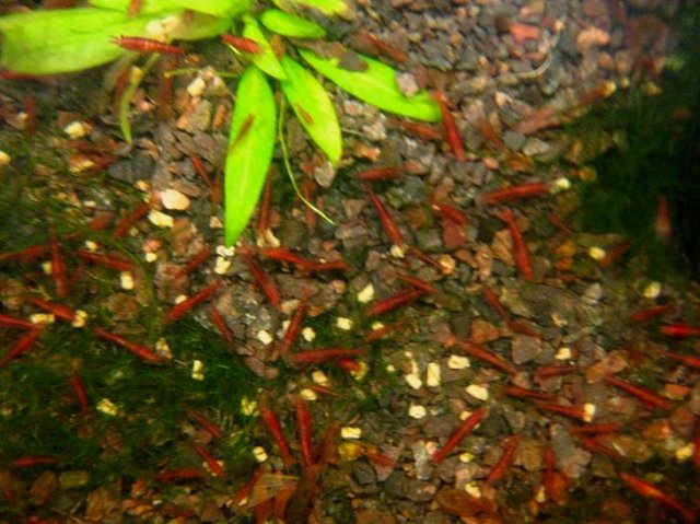 Got Shrimp 2.jpg