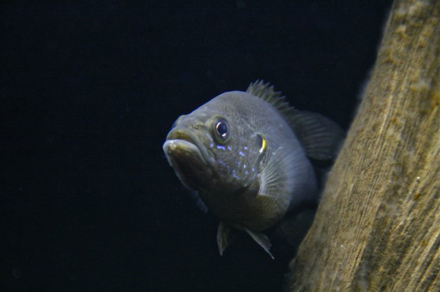 _MG_0923.JPG