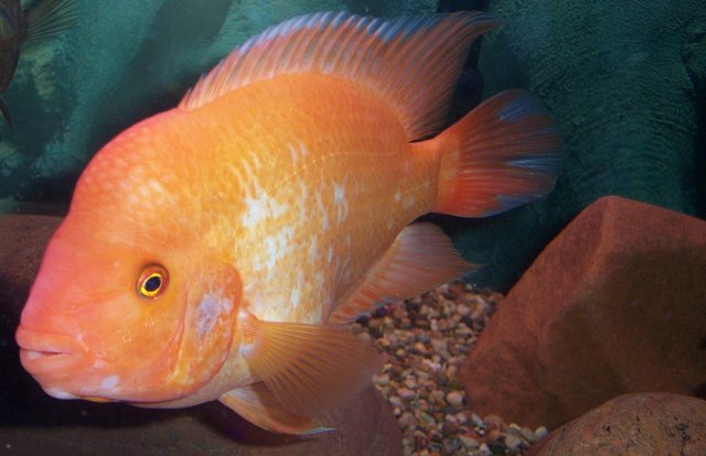 DCP_4175 cropped.JPG