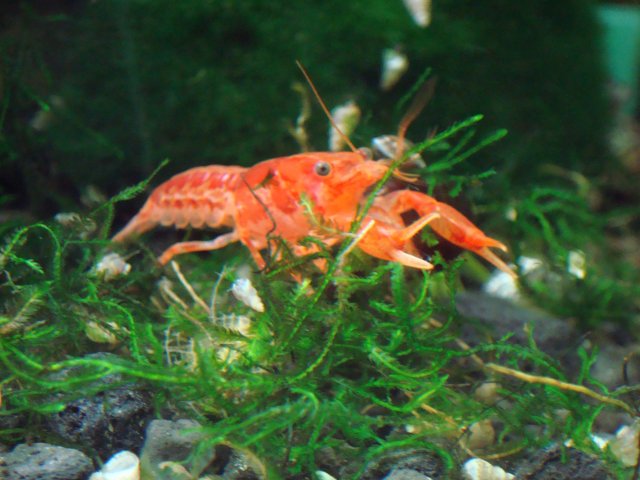 Aquarium Temp file 146.jpg
