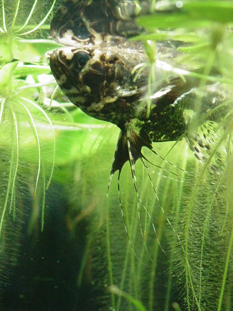 Red Root Floaters 003.jpg