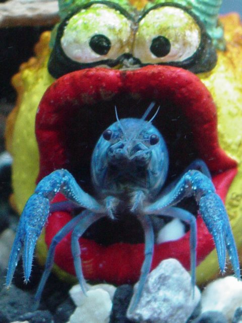 Crayfish file 010.jpg