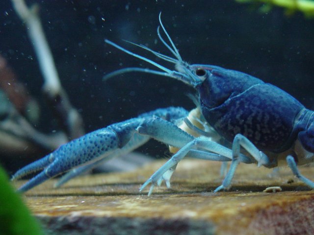 Crayfish file 103.jpg