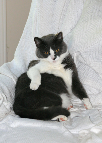 FatCat.jpg