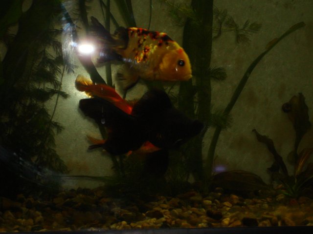 testPictures 240.jpg