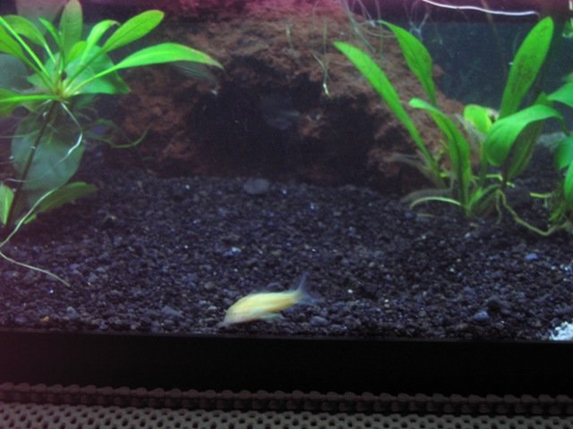 albino.JPG