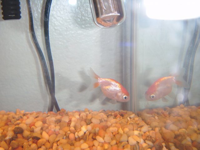 DSCF0071.JPG