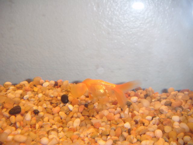 DSCF0070.JPG