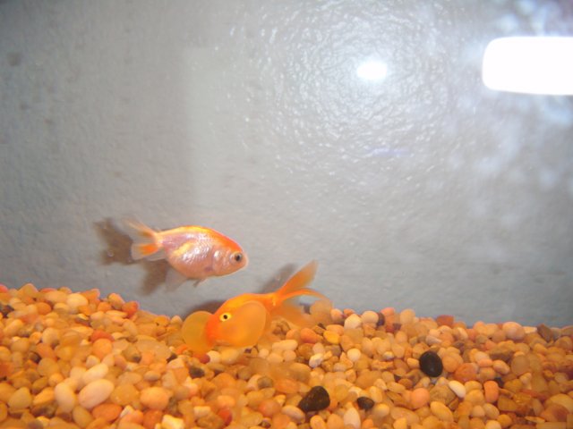 DSCF0067.JPG