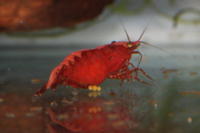 Berried 2.jpg