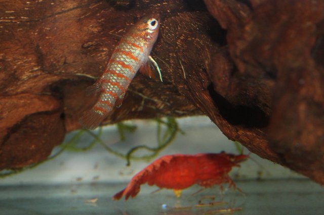 Berried with Badis 2.jpg