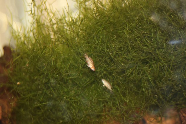Badis and Moss 2.jpg