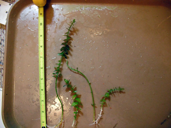 Bacopa.jpg
