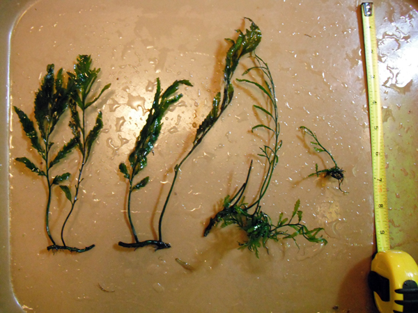 Bolbitis Ferns.jpg Bolbitis Ferns.jpg