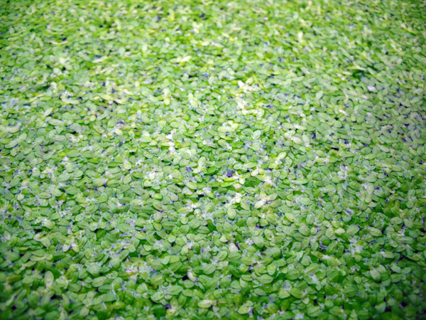 Frogbit - Lemna Minor.jpg
