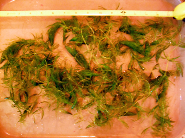 Hornwort.jpg Hornwort.jpg