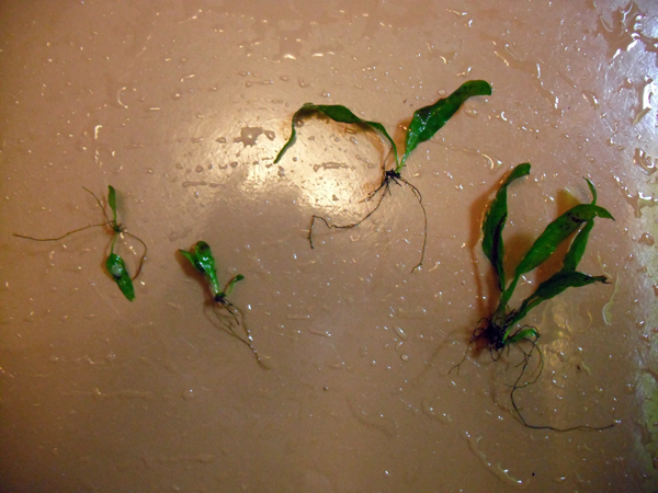 Java Fern Babies.jpg