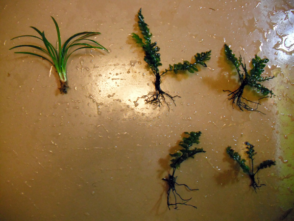 Mondo & Ferns.jpg