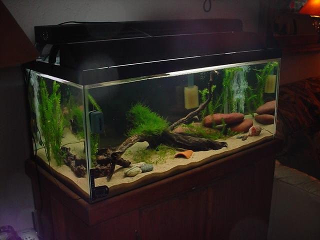 tank great shot.jpg tank great shot.jpg