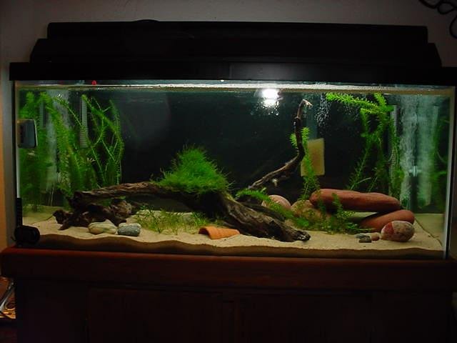 FT bright moss red cave.jpg FT bright moss red cave.jpg