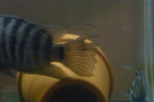 12-15 Convict Tail.jpg