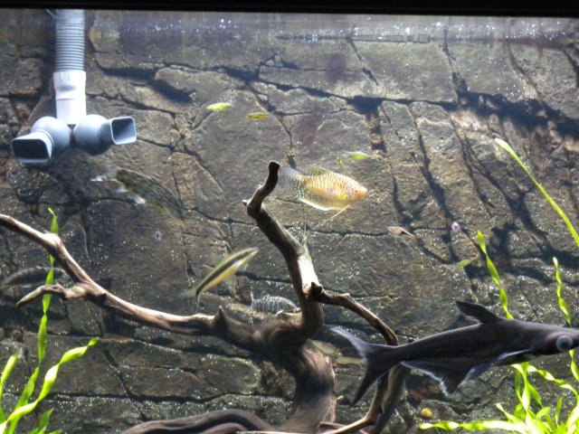 Asia specimens.JPG