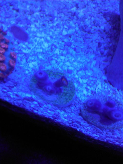 Phone Pictures 006.jpg