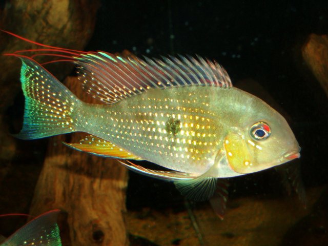 Male 01.JPG Male 01.JPG