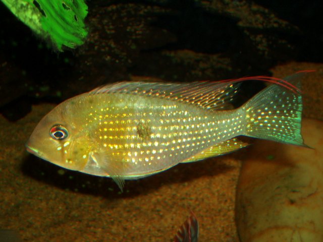 Female 01.JPG Female 01.JPG