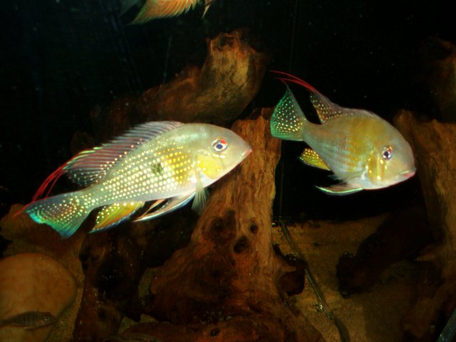 The Pair 01.JPG The Pair 01.JPG