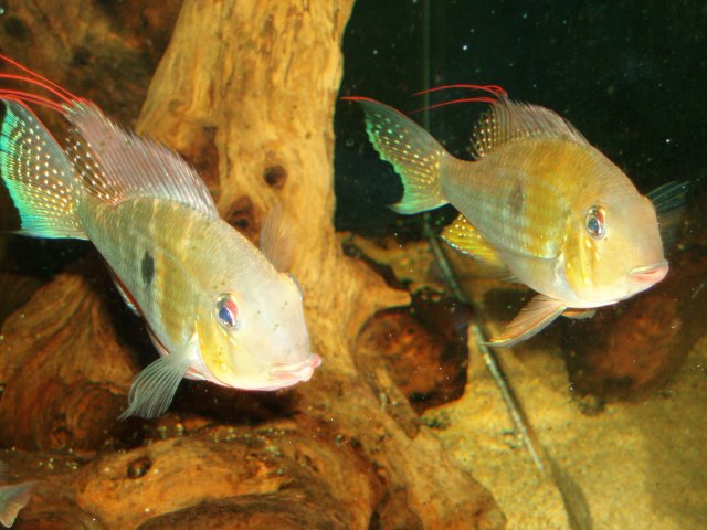 The Pair 04.JPG The Pair 04.JPG